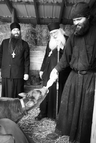 Brother Aaron Whitwell feeds a two day old calf at the farm of The Hermitage of the Holy Cross a monastery under the jurisdiction of the Russian Orthodox Church located in Wayne County. (West Virginia)