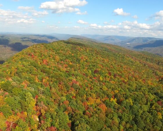 WarblerRidgePreserve01 BillLancaster