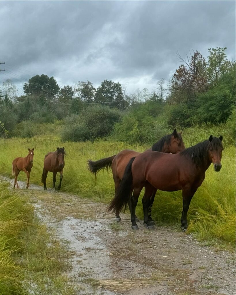 wild horses graze on renew appalachia's land in martin County kentucky