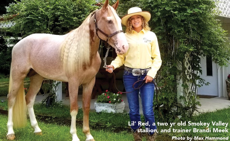 A woman stands with a smokey valley stallion in olive hill, kentucky. Appalachia kentucky is well known for horse breeding