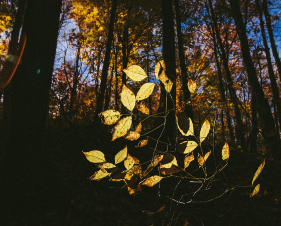 maced mountain association name change eastern kentucky
