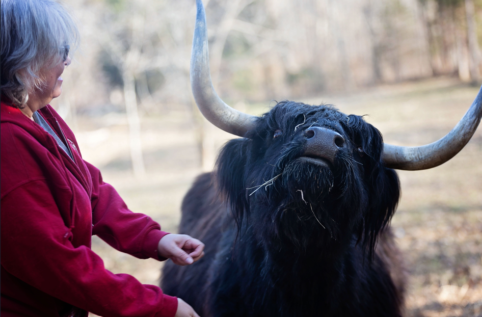 sandy pets one of her cows on red haven Farm in estill county kentucky